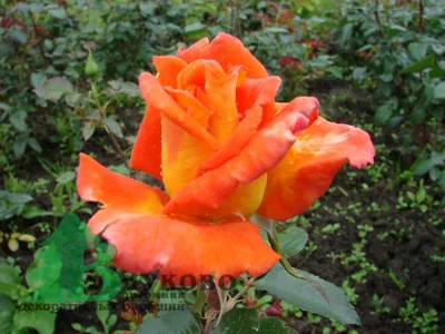 Изображение розы моника: доступные форматы - png, jpg, webp