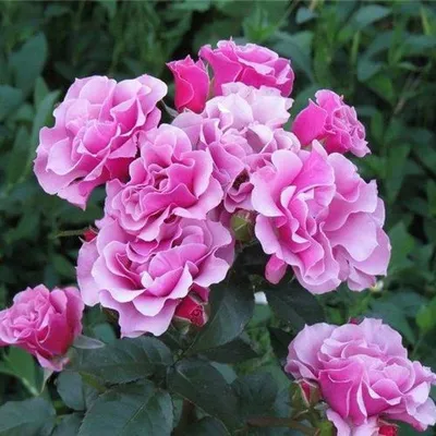 Фотография розы моника: доступные форматы - jpg, webp, png