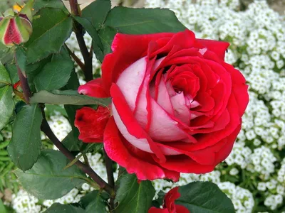 Роза моника: изображение в формате png