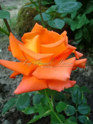 Фото розы моника: выберите размер для загрузки