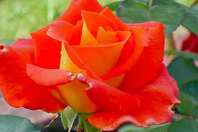 Фотка розы моника: укажите формат для скачивания