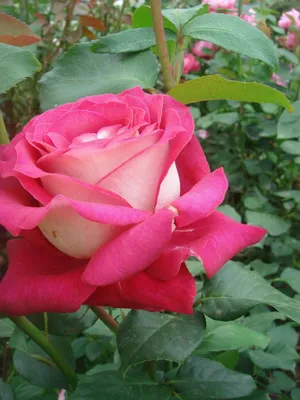 Изображение розы моника: доступные форматы - jpg, png, webp
