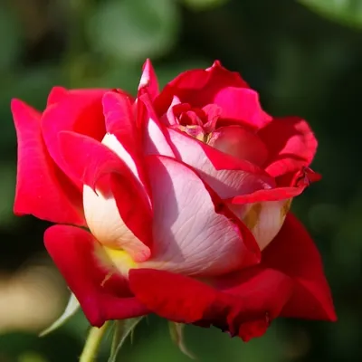 Фотка розы моника: возможность выбора размера и формата скачивания