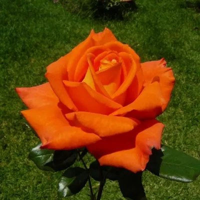 Фотография розы моника: доступные форматы - jpg, png