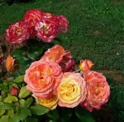 Изображение розы моника: доступные форматы - webp, jpg, png