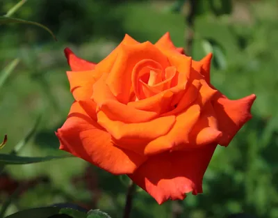 Фото розы моника: выберите формат для скачивания - jpg, webp