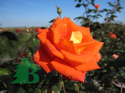 Изображение розы моника: выберите размер и формат