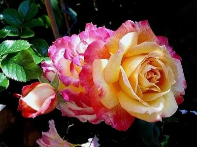 Фото розы моника: выберите размер изображения