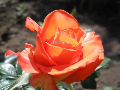 Изображение розы моника: доступные форматы - png, jpg