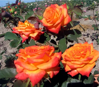 Фотография розы моника: доступные форматы - jpg, webp