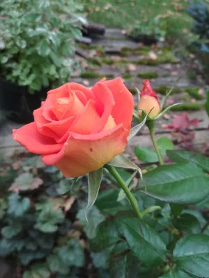Фото розы моника: выберите формат скачивания - jpg, webp