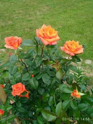 Роза моника: изображение с возможностью выбора формата