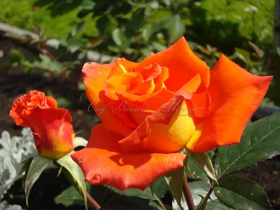 Фотка розы моника: выберите размер и формат