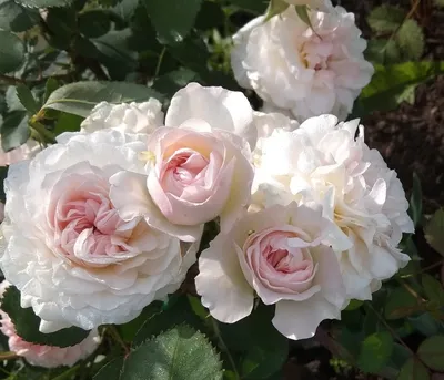 Красивая роза Морден Блаш: картинка для скачивания