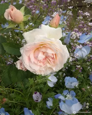 Разнообразные размеры фото розы Морден Блаш