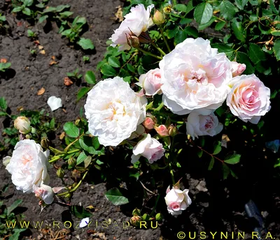Загрузите фотографию розы Морден Блаш в webp формате