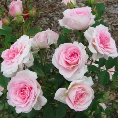 Фотка красивой розы Морден Блаш: выберите формат для скачивания