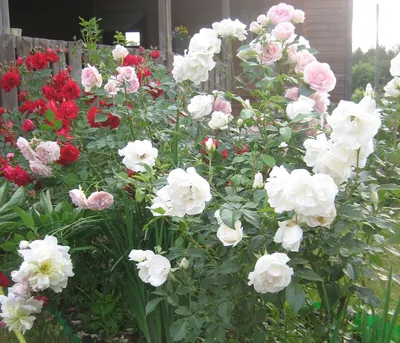 Изображение розы Морден Блаш в высоком разрешении: выберите свой размер