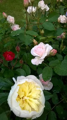 Картинка розы Морден Блаш: выберите формат для скачивания