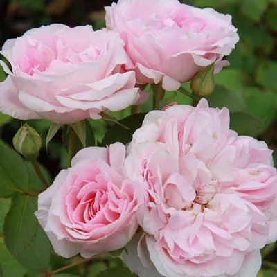 Фото розы Морден Блаш в png формате: выберите размер изображения