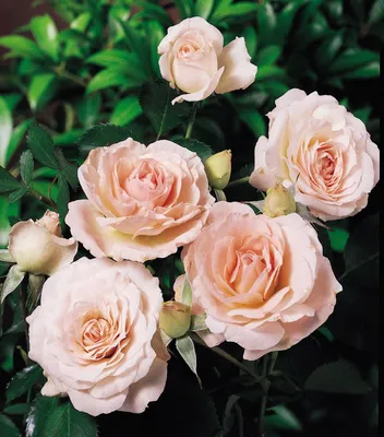 Изображение розы Морден Блаш в разных форматах для скачивания