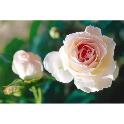 Красивая картинка розы Морден Блаш: доступные форматы для сохранения