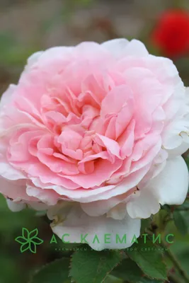 Картинка розы Морден Блаш: выберите формат и размер