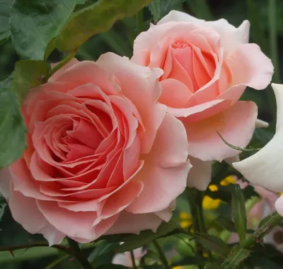 Роза Морден Блаш в jpg формате: красивое фото