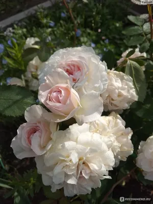 Загрузите фотографию розы Морден Блаш в png формате