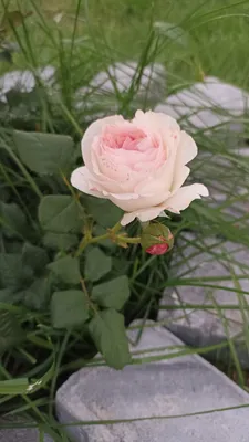 Фото розы Морден Блаш в webp формате: выберите размер