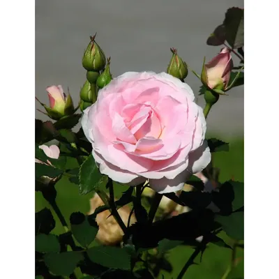 Роза Морден Блаш в формате jpg: доступные варианты размеров