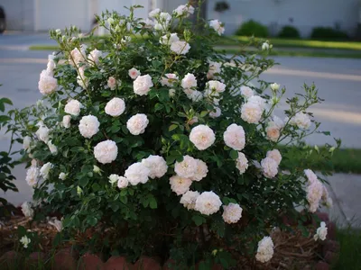 Изображение розы Морден Блаш: выберите формат для скачивания