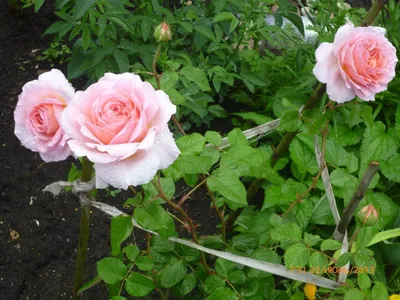 Загрузите картинку розы Морден Блаш в webp формате
