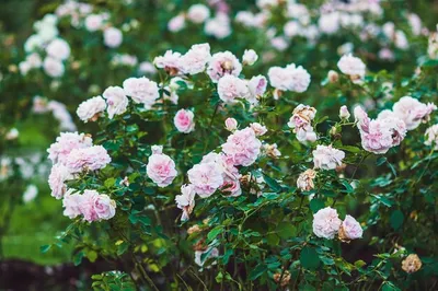Картинка розы Морден Блаш: доступные форматы для скачивания