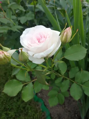 Изображение розы Морден Блаш в разных форматах для сохранения