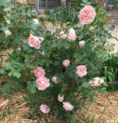 Загрузите картинку розы Морден Блаш в png формате