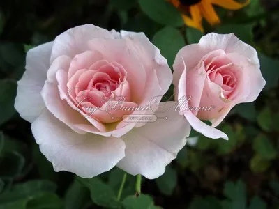 Фотография красивой розы Морден Блаш: выберите формат для скачивания