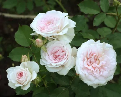 Изображение розы Морден Блаш в webp формате для быстрой загрузки