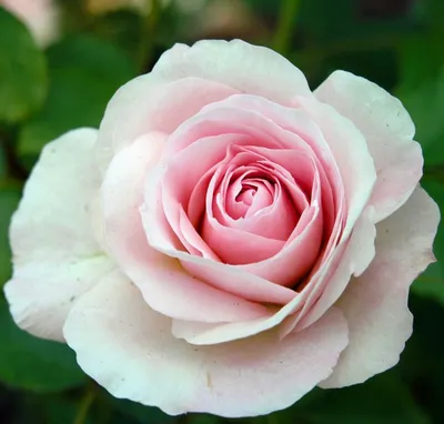 Картинка розы Морден Блаш: доступные форматы для скачивания