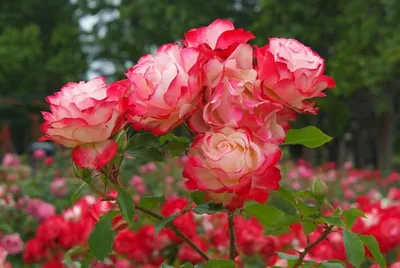 Роза московская красавица в формате jpg