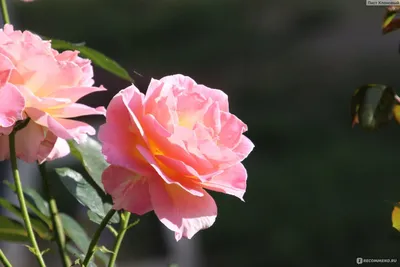 Уникальное фото розы московской красавицы