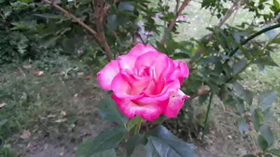 Фотография розы московской красавицы в букете