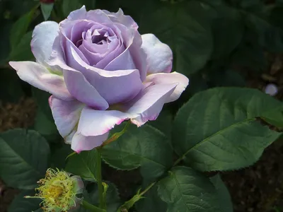 Изумительная фотография розы московской красавицы