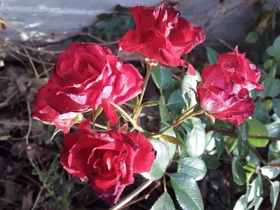 Фотка розы московской красавицы с баптистерией