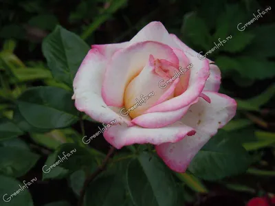 Прекрасная роза московская красавица в формате jpg