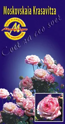 Фото розы московской красавицы на черном фоне