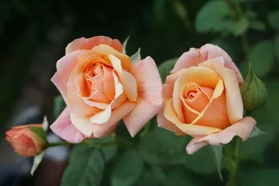 Изображение розы московской красавицы для использования в дизайне