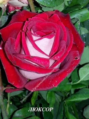 Изящная роза московская красавица в png формате
