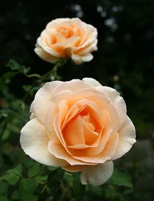 Фото розы московской красавицы в высоком разрешении