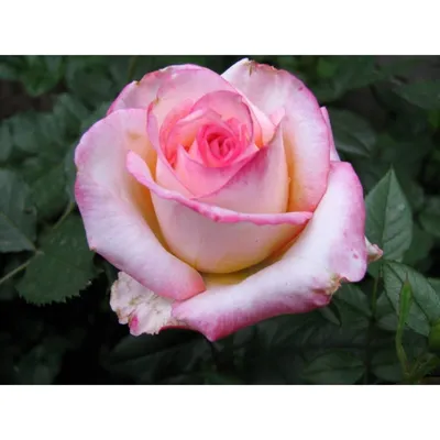 Изображение розы московской красавицы в webp формате